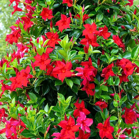 Two Red Mandevilla Live Plants, 4-6 Inch Tall Unpotted Vines With Bright Red Flowers, Easy To Grow, Sun Loving Patio Or Garden Plant For Full Sun To Partial Shade, Tropical Color Burst For Deck, Balcony Or Fence