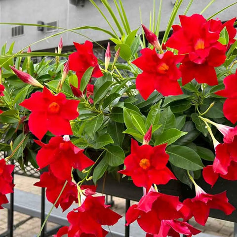 Two Red Mandevilla Live Plants, 4-6 Inch Tall Unpotted Vines With Bright Red Flowers, Easy To Grow, Sun Loving Patio Or Garden Plant For Full Sun To Partial Shade, Tropical Color Burst For Deck, Balcony Or Fence, close-up in planter