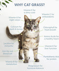 Gray tabby cat with text annotations explaining benefits of cat grass nutrients, promoting Organic Cat Grass Growing Kit For Indoor Cats.