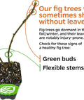 Celeste Fig Tree Live Plant Honey Fig Ficus Carica Starter Plant For Gardens And Containers Sun Loving Low Fuss Easy Care Home Orchard