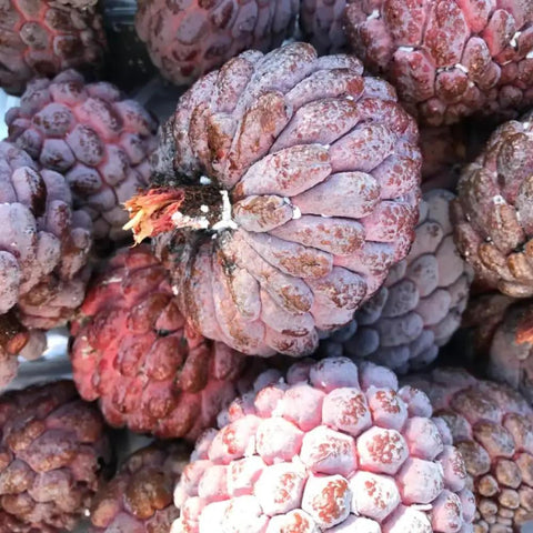 Red Sugar Apple Tree For Home Garden, Tropical Fruit Tree, 2 To 3 Ft Tall In A 3 Gallon Pot, No Fuss Grow Backyard Fruit Plant For Fresh Home Harvest With Easy Care, fruit cluster