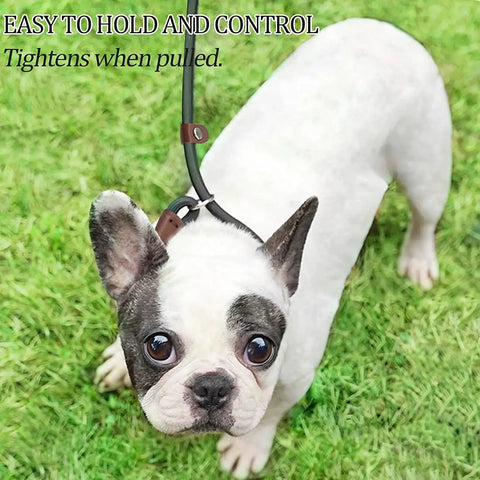 French Bulldog wearing No Pull Slip Lead For Dogs 7 Ft Rope Leash 1/4 Inch Width 13 Plus Colors 2 In 1 Leash And Collar