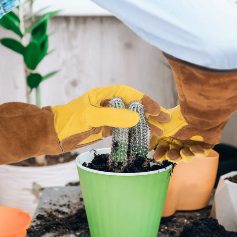 Hands wearing Long Cowhide Leather Gardening Gloves For Women And Men, Thorn Proof Rose Pruning Gloves handling a small cactus