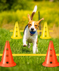 Dog running through yellow Dog Agility Hurdle Cone Set For Backyard Training Height Adjustable Obstacle Course Kit