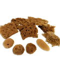 Unbleached Natural Sea Sponges 10 Pack Awesome Value For Arts And Crafts Set 2 To 4 Inch Sponges with mixed textures for art projects
