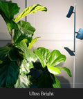 Tree Floor Lamp With Dimmable LED Spotlight near green plant in living room with dim setting