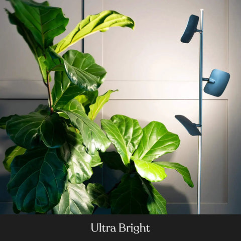 Tree Floor Lamp With Dimmable LED Spotlight near green plant in living room with dim setting