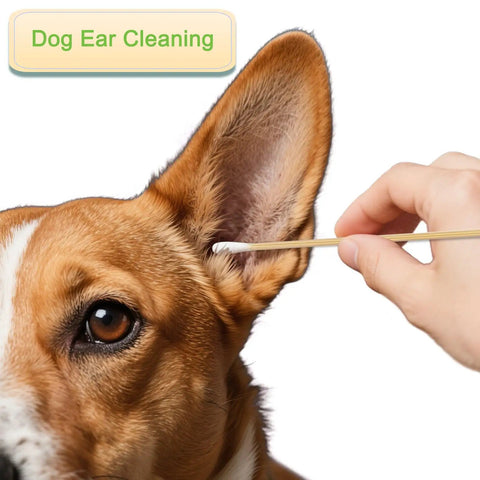 Long Wooden Cotton Swabs With Sturdy Wood Handles For Precise Cleaning And Makeup Application used for dog ear cleaning.