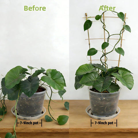 Before and after using Five Pack 16 Inch Bamboo Trellis For Climbing Plants With Natural Garden Ladder Fan Style Support