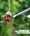 Manual Hand Weeder With Bend-Proof Leverage Base pulling a dandelion root from soil