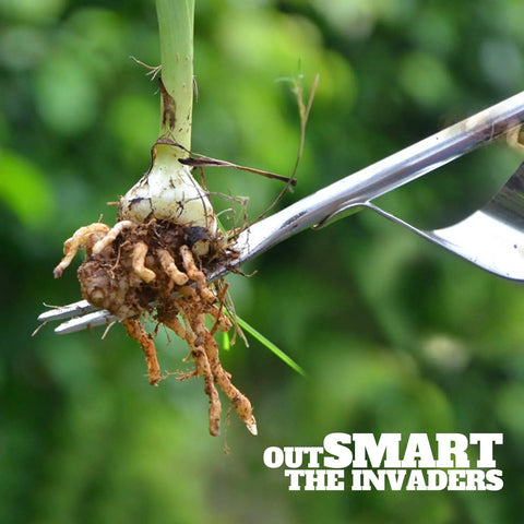 Manual Hand Weeder With Bend-Proof Leverage Base pulling a dandelion root from soil