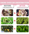 Comparison of before and after using Soil Moisture Meter For Indoor Plants And Lawn No More Guesswork Easy Water Gauge