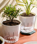 Self Watering Hydroponic Plant Pot With Visual Water Level and Perforated Design, Lightweight Durable PP PET Planter For Herbs And Veggies, Perfect For Aquaponics Growing System And Indoor Gardens, two white tabletop planters with clear bases