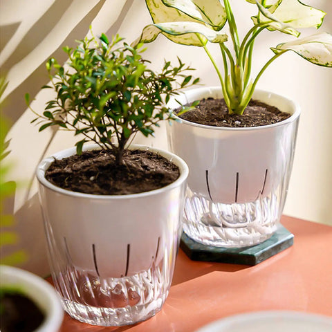 Self Watering Hydroponic Plant Pot With Visual Water Level and Perforated Design, Lightweight Durable PP PET Planter For Herbs And Veggies, Perfect For Aquaponics Growing System And Indoor Gardens, two white tabletop planters with clear bases