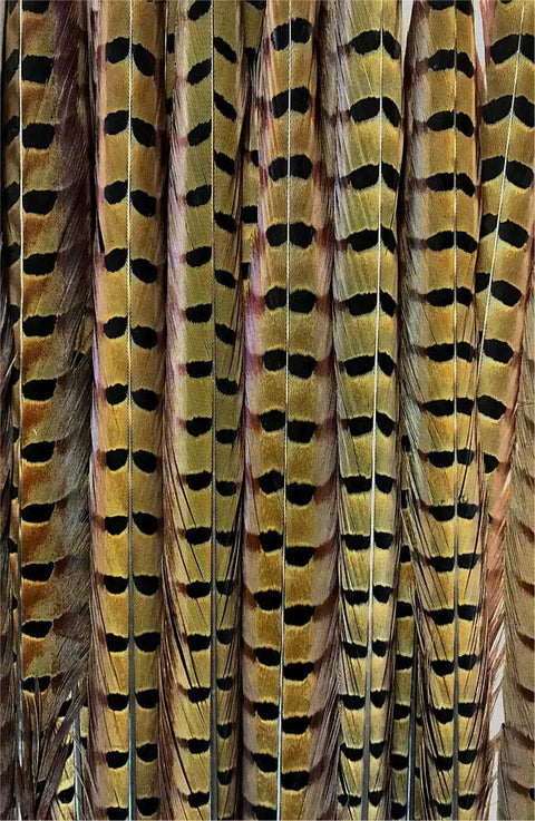 Ringneck Pheasant Tail Feathers 20 to 24 Inches Pack of 25 Natural Hand Selected and Steamed for Fly Tying Fishing Flies