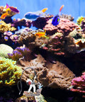 Scuba Diver Fish Tank Decoration Vibe Resin Bubbler Ornament with Suction Cup in colorful aquarium setup