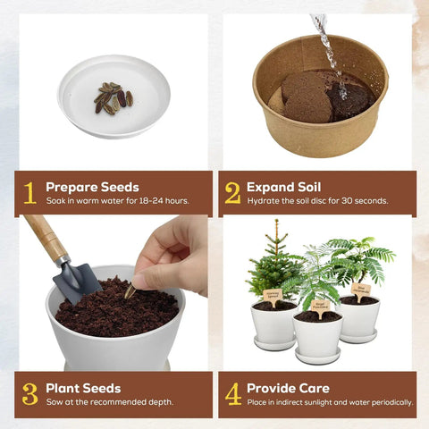 Step-by-step guide for Three Bonsai Kits In One Box Beginners Indoor Growing Starter Set With Tools Planter Soil And Clear Guide