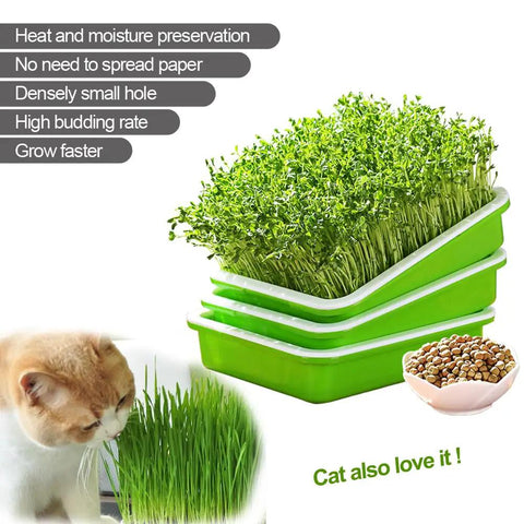 Cat near Soil-Free Seed Sprouter Tray With Lid BPA Free PP Material Big Capacity Sprouting Kit For Wheatgrass And Seeds No Soil Needed