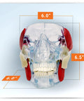 Front view of Temporomandibular Joint TMJ Model with Pathologies for Human Anatomy, showing size dimensions 6" x 6" x 6.5"