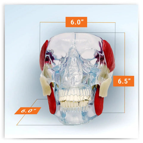 Front view of Temporomandibular Joint TMJ Model with Pathologies for Human Anatomy, showing size dimensions 6" x 6" x 6.5"