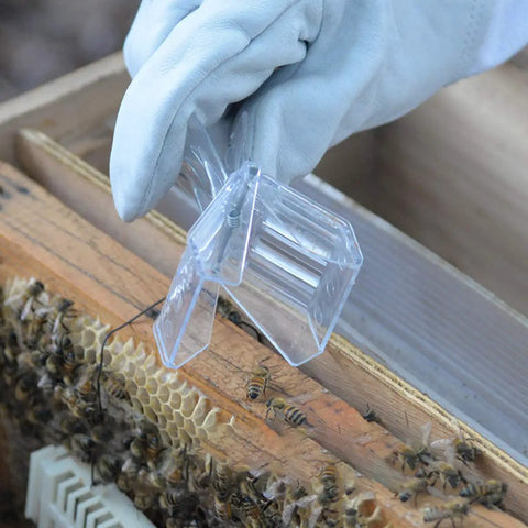 Beekeeper using Clear Queen Bee Cage Catcher Clip Set For Beekeeping Tools on hive frame with bees.