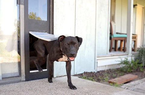 Heavy Duty Dual Pane Sliding Glass Door Pet Panel With Thick Insulated Flap For Brutal Weather, black dog using pet flap.