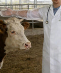 Veterinarian using Didiseaon 150 Count Disposable Veterinary Long Sleeve Gloves With Extended Arm Length for cow examination.