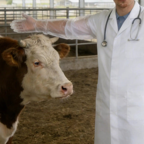Veterinarian using Didiseaon 150 Count Disposable Veterinary Long Sleeve Gloves With Extended Arm Length for cow examination.