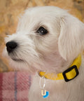 Small white dog wearing yellow collar with keychain attached