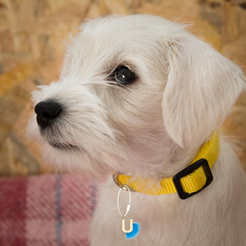 Small white dog wearing yellow collar with keychain attached