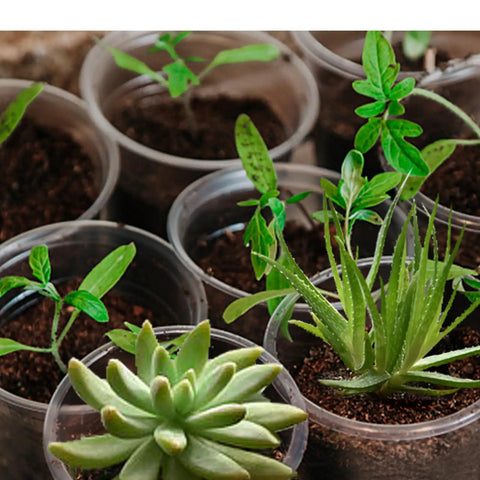 Clear Nursery Pots Set For Plants 3.5, 5, 6 Inch With Drainage Holes Flexible Reusable Seedling Planters Seed Starter Pots For Home Garden See Through Pots To Track Roots 21 Pack with seedlings and soil