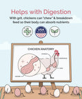 Diagram showing chicken anatomy highlighting digestion benefits of Chicken Grit For Layer And Grower Chickens Ages 8 Weeks And Up.