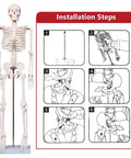 Realistic 33.4 Inch Human Skeleton Model With Metal Stand Removable Arms And Legs Anatomy Study Kit assembly guide