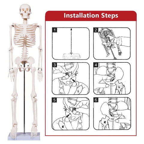 Realistic 33.4 Inch Human Skeleton Model With Metal Stand Removable Arms And Legs Anatomy Study Kit assembly guide