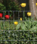 2 Inch By 3 Inch Welded Wire Fence Roll For Animal Enclosures And Garden Protection, 36 Inch By 50 Foot, 16 Gauge Galvanized Steel Mesh