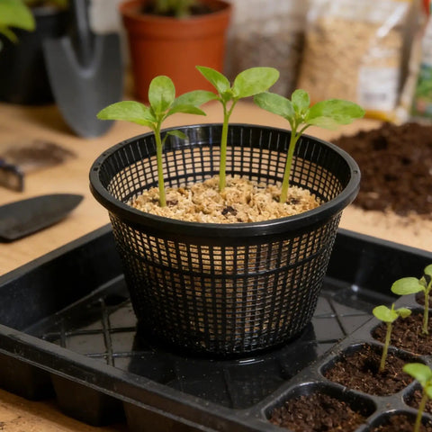 Heavy-Duty Weather-Resistant Hydroponic Baskets for Ponds and Gardens with seedlings in black net cup on gardening table