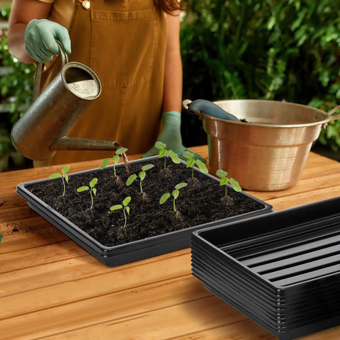 Person watering seedlings in Value Pack 10 Pack Plastic Growing Trays For Seedlings And Microgreens 10.6 By 10.6 Inches