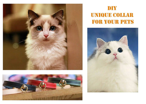 A fluffy cat with blue eyes beside DIY unique collars for pets, showcasing colorful fasteners and designs.