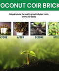 Pro Grade Compressed Coir Potting Soil For Indoor And Outdoor Plants transformation before and after with coconut coir bricks