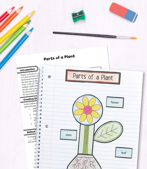 Interactive Notebooks For First Grade Kid Friendly Reproducible Workbook Covering Physical Space And Earth Science Plus Test Prep And Classroom Organization Resource For Hands On Learning showing part of plant diagram with colored pencils and eraser.