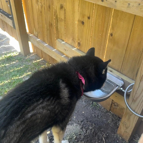 Heavy Duty Stainless Steel Auto Fill Water Bowl With Automatic Float Valve For Dogs And Livestock No Sweat Setup installed with dog drinking.
