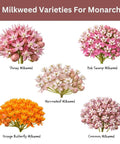 Native Milkweed Variety Pack For Monarch Gardens with Showy, Pink Swamp, Narrowleaf, Orange Butterfly, Common Milkweed Seeds