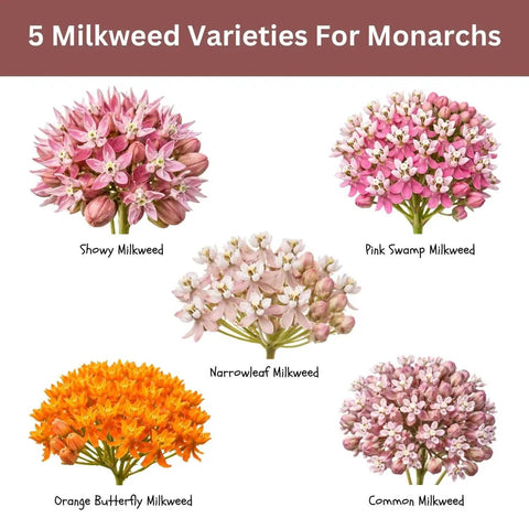 Native Milkweed Variety Pack For Monarch Gardens with Showy, Pink Swamp, Narrowleaf, Orange Butterfly, Common Milkweed Seeds