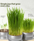 Indoor Cat Grass Kit For Healthy Cats With Three Complete Organic Planter Kits To Grow Your Own Cat Grass From Organic Seeds