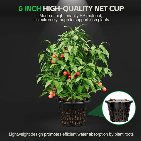 Cherry tomato plant in 6-inch net cup from Deep Water Culture Hydroponics Grow System With Top Drip Kit For Home Growers