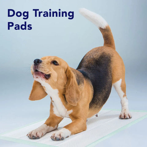 Hella Absorbent Disposable Chux Underpads 100 Pack 30X36 Inch Triple Layer Bed Pads For Incontinence Senior Care on training pads with a beagle.