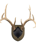 Antler Display Kit In Weathered Brown Pine Ready To Hang Deer Mount For Whitetail And Mule Deer Antlers Includes Full Hardware Pack And Instructions Rustic Weathered Finish Measures About 10 Inches By 8 Inches By Two And A Half Inches