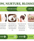 Instructions for Five Vibrant Bonsai Kit For Beginners With Seeds Soils Pots And Tools Includes Jacaranda Flame Tree Black Pine Spruce Red Maple Indoor Gardening Starter Kit Gift Idea For Women And Men, showing sow, nurture, blossom steps.