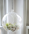 36 Inch Hanging Chain Extension For Plants And Baskets With Tough One And A Half Inch Loops Built For Lamps Chandeliers Light Fixtures And Picture Hanging Projects At Home And In The Office suspending a glass planter with air plants
