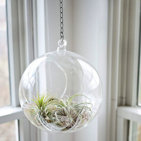 36 Inch Hanging Chain Extension For Plants And Baskets With Tough One And A Half Inch Loops Built For Lamps Chandeliers Light Fixtures And Picture Hanging Projects At Home And In The Office suspending a glass planter with air plants